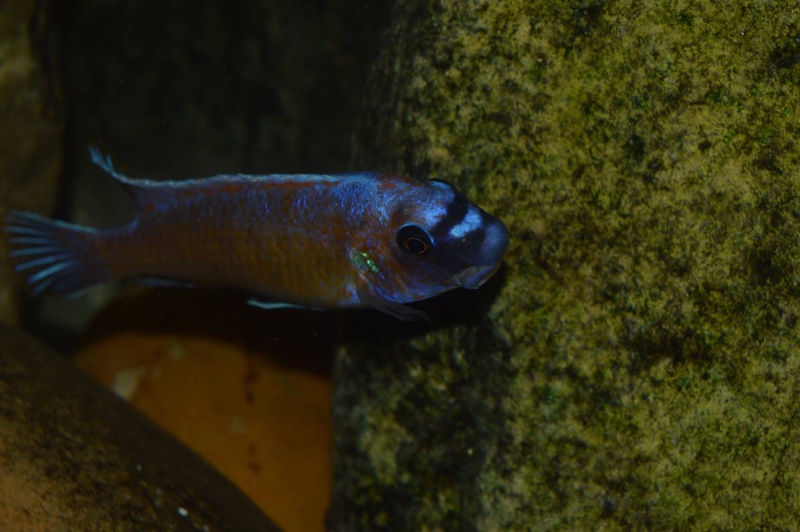 Labeotropheus trewavasae 'Lion's Cove'